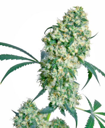 Sensi Seeds - Ed Rosenthal Super Bud Regular Cannabis Seeds