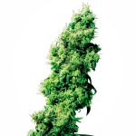 Sensi Seeds - Four Way Regular Cannabis Seeds
