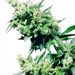 Sensi Seeds - Hash Plant Regular Cannabis Seeds