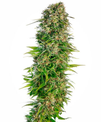 Sensi Seeds - Hindu Kush Auto Feminised Autoflowering Cannabis Seeds