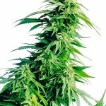 Sensi Seeds - Hindu Kush Regular Cannabis Seeds