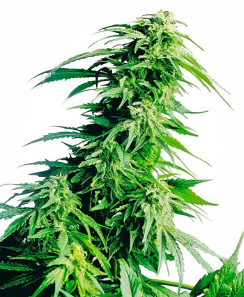 Sensi Seeds - Hindu Kush Regular Cannabis Seeds