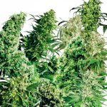 Sensi Seeds - Indoor Mix 25 Regular Cannabis Seeds