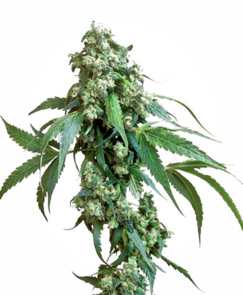 Sensi Seeds - Jack Flash #5 Feminised Cannabis Seeds