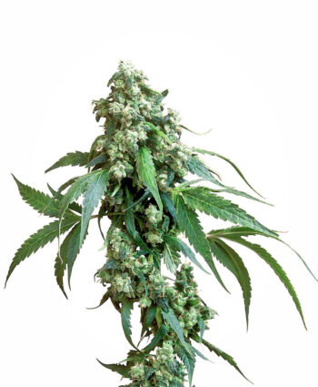 Sensi Seeds - Jack Flash Regular Cannabis Seeds