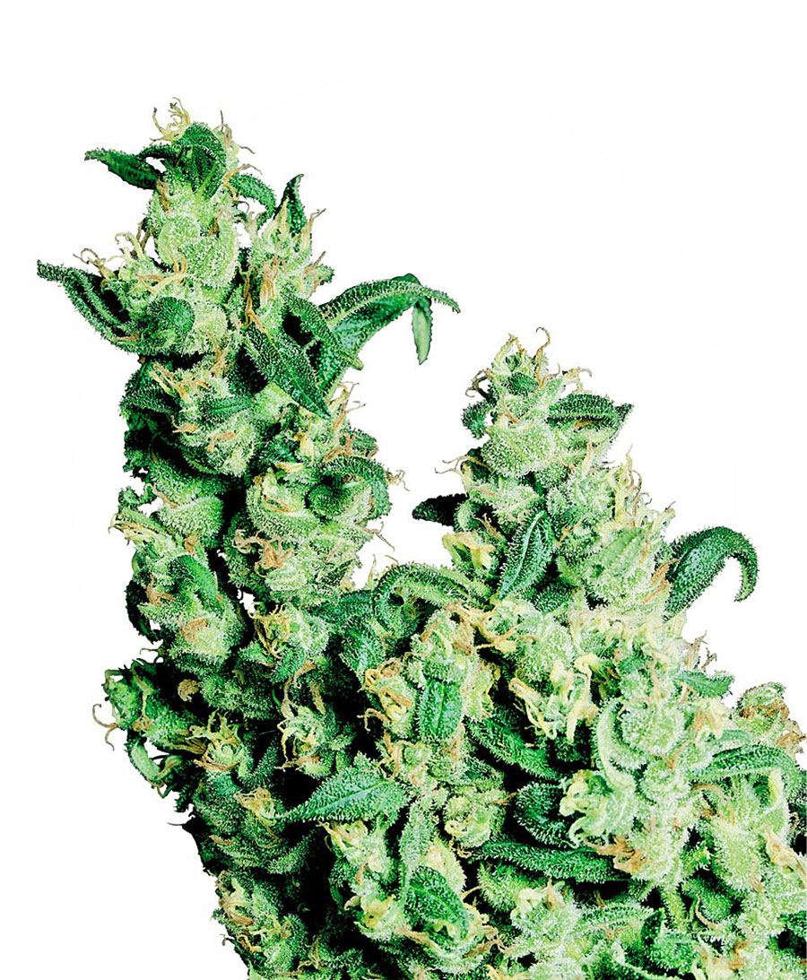 sensi-seeds-jack-herer-regular-cannabis-seeds.jpg