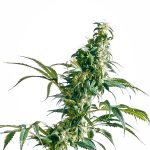 Sensi Seeds - Mexican Sativa Regular Cannabis Seeds