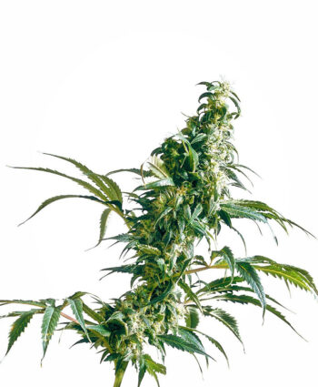 Sensi Seeds - Mexican Sativa Regular Cannabis Seeds