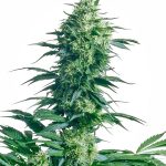 sensi-seeds-mothers-finest-regular-cannabis-seeds.jpg
