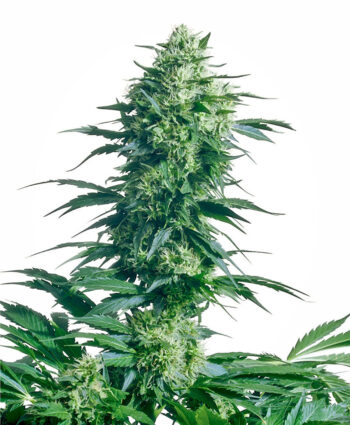 Sensi Seeds - Mother's Finest Regular Cannabis Seeds