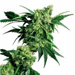 Sensi Seeds - Mr Nice G13 x Hashplant Regular Cannabis Seeds