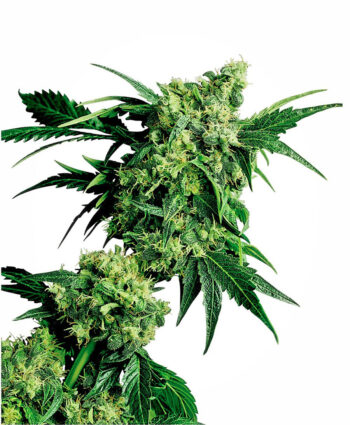 Sensi Seeds - Mr Nice G13 x Hashplant Regular Cannabis Seeds