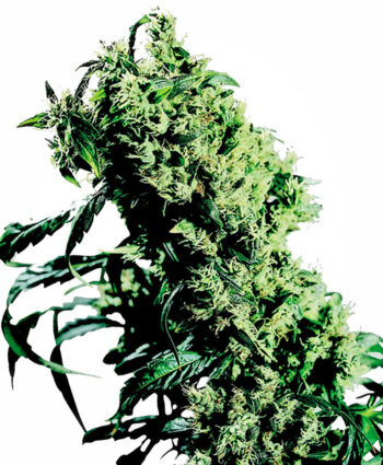 Sensi Seeds - Northern Lights #5 x Haze Feminised Cannabis Seeds