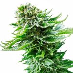 Sensi Seeds - Northern Lights Feminised Cannabis Seeds