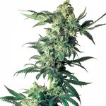 Sensi Seeds - Northern Lights Regular Cannabis Seeds