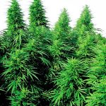 sensi-seeds-ruderalis-skunk-regular-cannabis-seeds.jpg