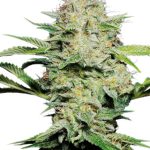 sensi-seeds-sensi-skunk-automatic-autoflowering-feminised-cannabis-seeds.jpg
