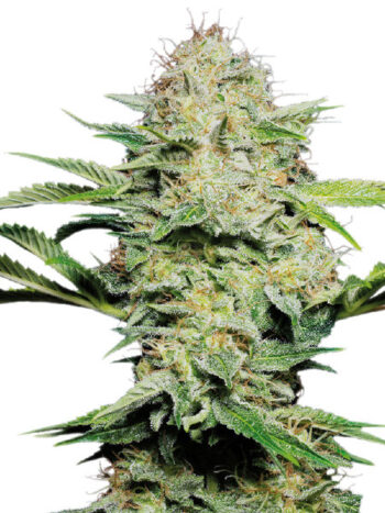 Sensi Seeds - Sensi Skunk Automatic Feminised Autoflowering Cannabis Seeds