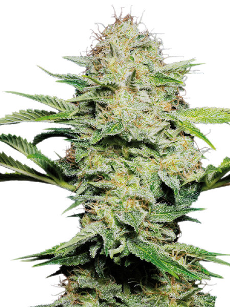 sensi-seeds-sensi-skunk-automatic-autoflowering-feminised-cannabis-seeds.jpg