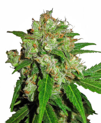 Sensi Seeds - Sensi Skunk Feminised Cannabis Seeds
