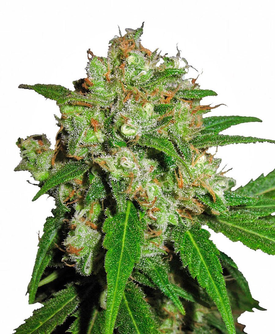 sensi-seeds-sensi-skunk-feminised-cannabis-seeds.jpg
