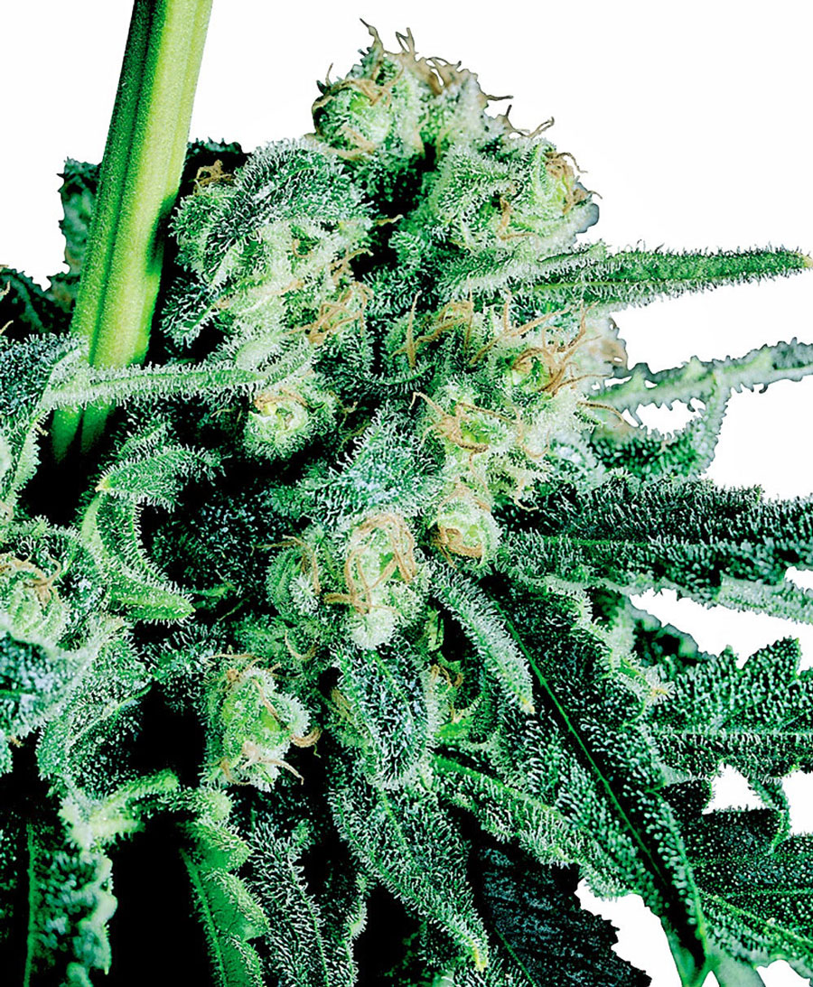 sensi-seeds-sensi-skunk-regular-cannabis-seeds.jpg