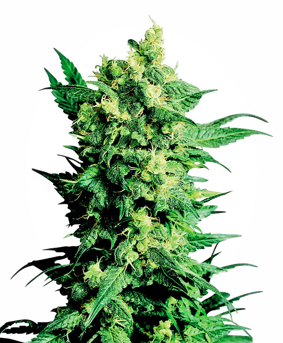 sensi-seeds-shiva-shanti-ii-regular-cannabis-seeds.jpg