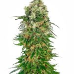 Sensi Seeds - Shiva Skunk Auto Feminised Autoflowering Cannabis Seeds
