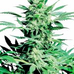 Sensi Seeds - Shiva Skunk Feminised Cannabis Seeds