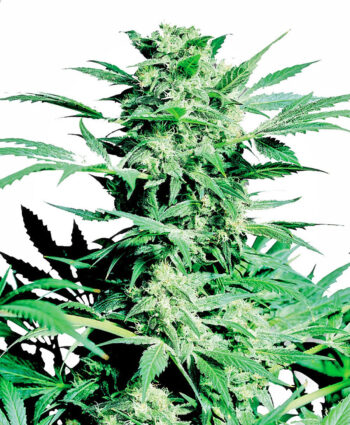 Sensi Seeds - Shiva Skunk Feminised Cannabis Seeds