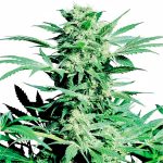 Sensi Seeds - Shiva Skunk Regular Cannabis Seeds