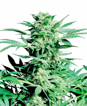 Sensi Seeds - Shiva Skunk Regular Cannabis Seeds