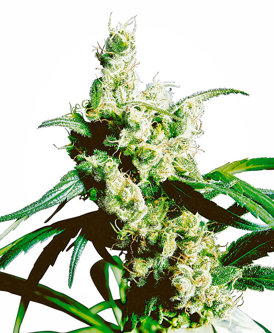 sensi-seeds-silver-haze-regular-cannabis-seeds.jpg