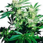 sensi-seeds-skunk-kush-feminised-cannabis-seeds.jpg