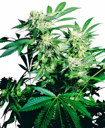Sensi Seeds - Skunk Kush Feminised Cannabis Seeds