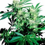 sensi-seeds-skunk-kush-regular-cannabis-seeds.jpg