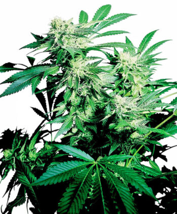 Sensi Seeds - Skunk Kush Regular Cannabis Seeds