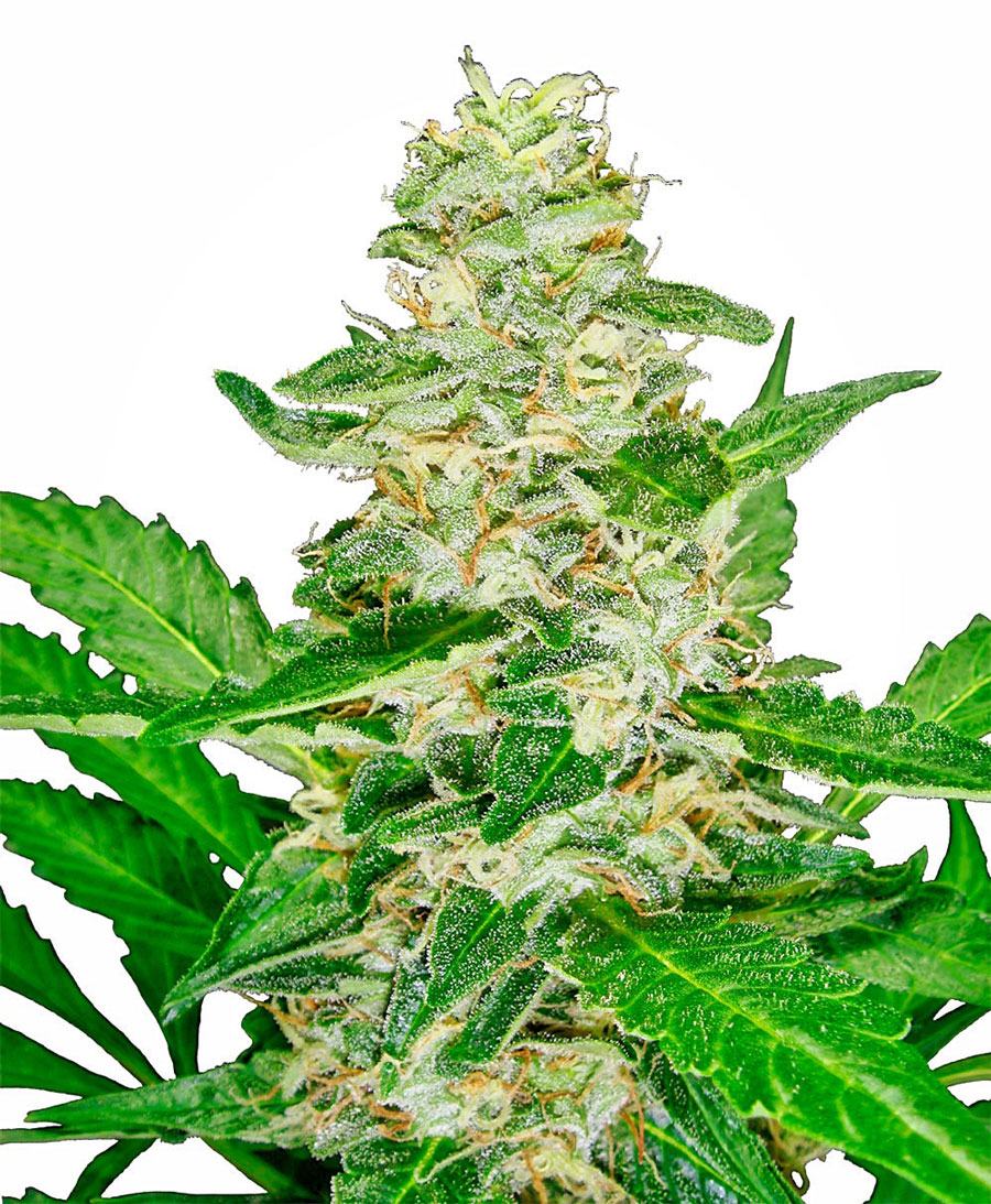sensi-seeds-super-skunk-automatic-autoflowering-feminised-cannabis-seeds.jpg