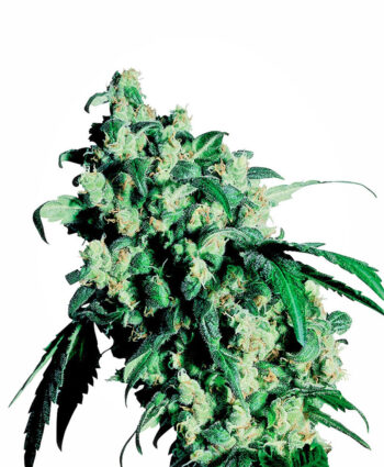 Sensi Seeds - Super Skunk Regular Cannabis Seeds