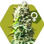 Zambeza Skunk (FEM)