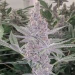 Love Cannabis -  Tropicanna Cookies