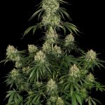 UK Cheese - 5 Feminized Cannabis Seeds
