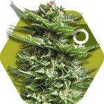 Zambeza Super Silver Haze (FEM)
