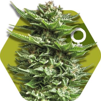 Zambeza Super Silver Haze (FEM)
