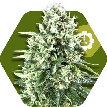 Zambeza Super Silver Haze Auto (FEM)