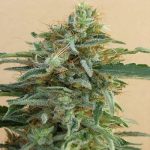 ACE Seeds Tikal Fem
