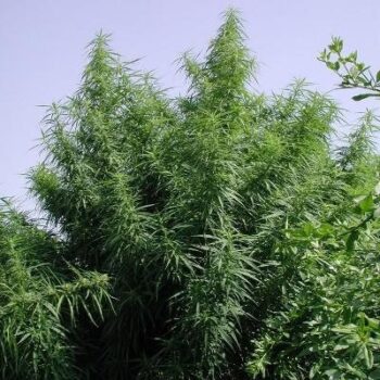 ACE Seeds - ACE Tropical Mix Regular Cannabis Seeds