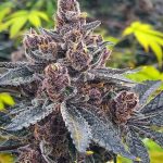 strain_tropicanna_cookies3.jpg