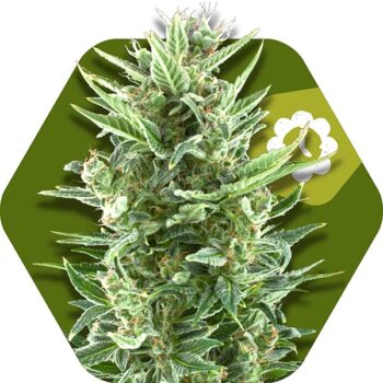 Zambeza Vanilla Ice Auto (FEM)