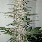 violeta_ec_ramas_inferiores_1.jpg